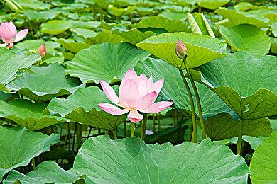 《王权：星途》4月17日登陆Steam＆NS 支持中文